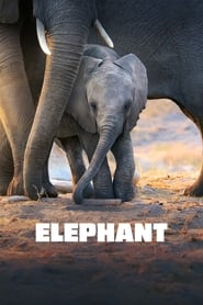 مستند فیل   Elephant